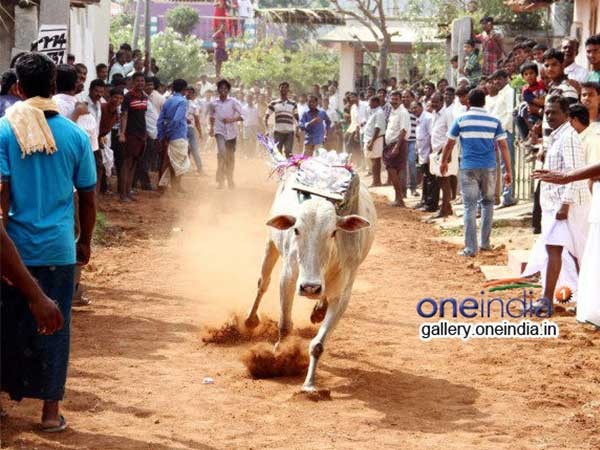 జల్లికట్టు