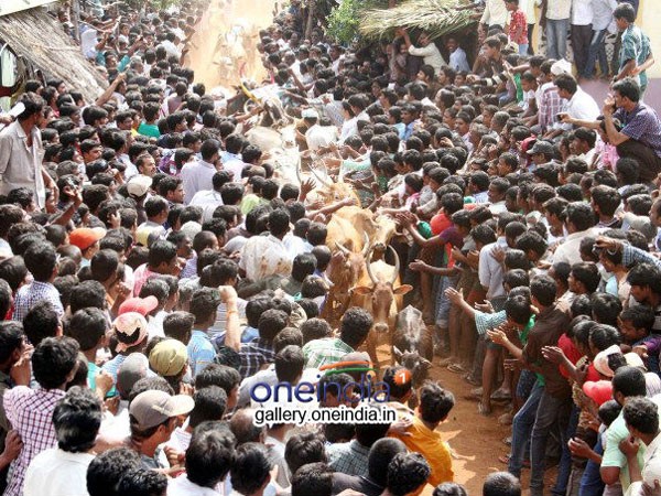 జల్లికట్టు