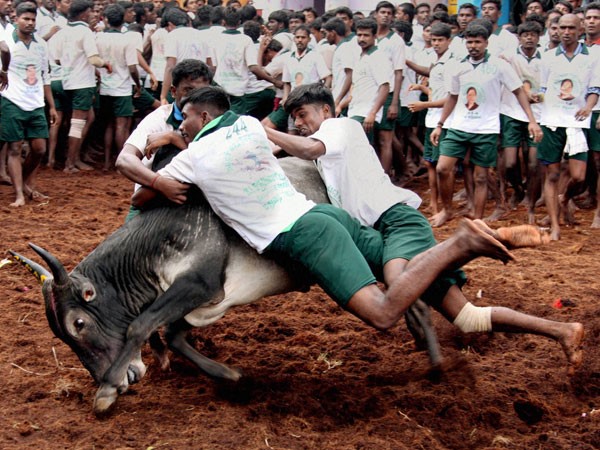 జల్లికట్టు