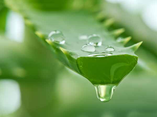 He quit job, grew aloe vera & became crorepati He quit job, grew aloe vera & became crorepati
