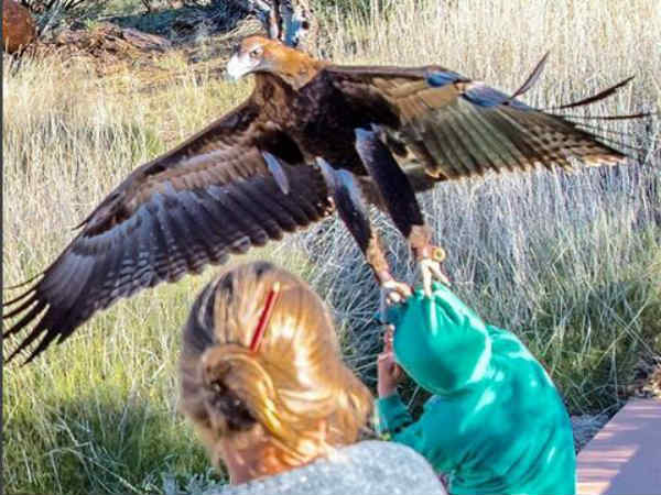 Angry bird: Eagle attacks young boy during a bird show in Australia Angry bird: Eagle attacks young boy during a bird show in Australia