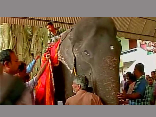 This 86-year-old elephant in Kerala could soon enter the Guinness Records This 86-year-old elephant in Kerala could soon enter the Guinness Records