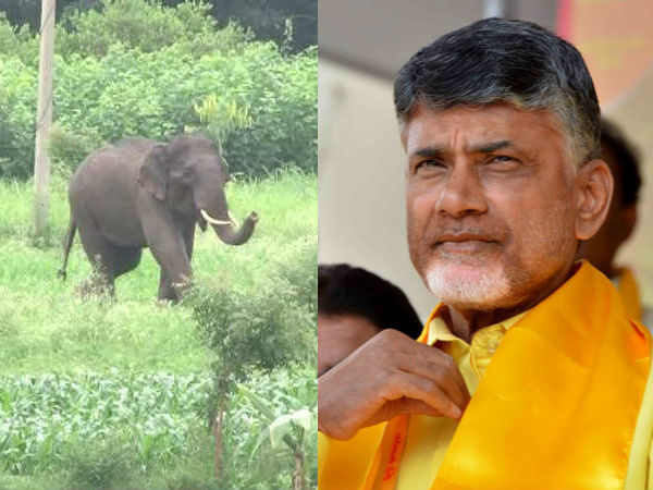Kuppam people afraid of elephants Kuppam people afraid of elephants