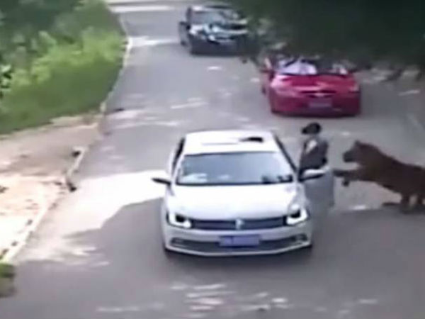 Tigers maul woman to death and wound another at Chinese wildlife park Tigers maul woman to death and wound another at Chinese wildlife park