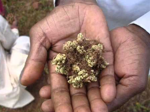Selaginella Bryopteris was found in Mahaboob nagar Selaginella Bryopteris was found in Mahaboob nagar