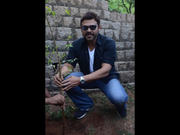 Hero Venkatesh Participates in Haritha Haram at Ramanaidu Studio Hero Venkatesh Participates in Haritha Haram at Ramanaidu Studio