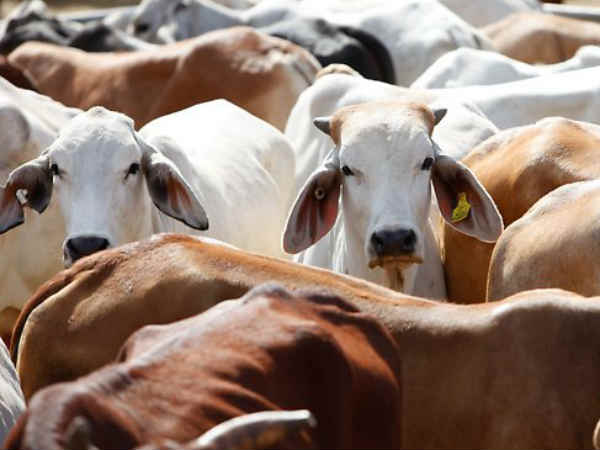 Third world war will start over a cow, predicts this Madhya Pradesh govt official Third world war will start over a cow, predicts this Madhya Pradesh govt official