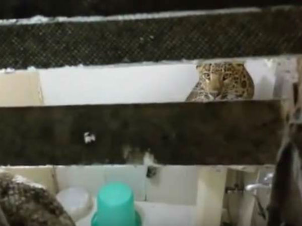 Leopard enters hotel room in Nainital Leopard enters hotel room in Nainital
