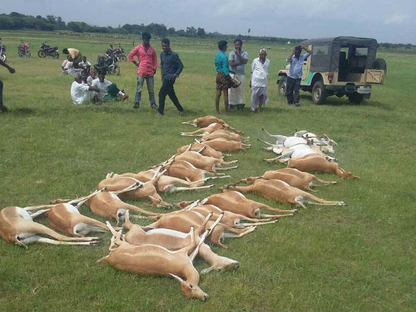 25 Deers dies after eating poisonous pellets in Mahabubnagar district 25 Deers dies after eating poisonous pellets in Mahabubnagar district