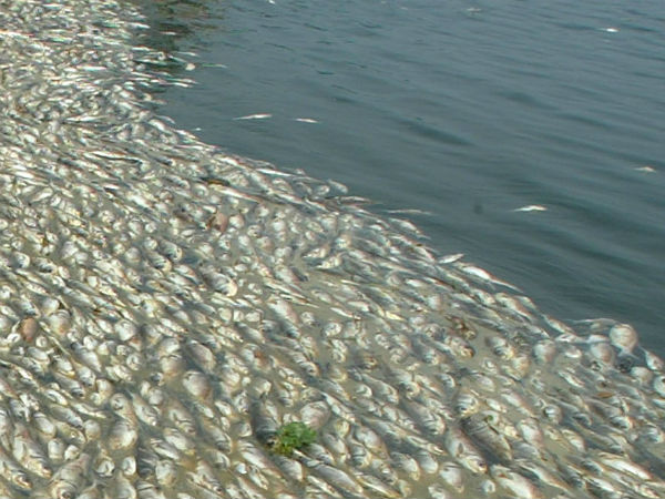 fish died because of water pollution ..at padmakshi tank fish died because of water pollution ..at padmakshi tank