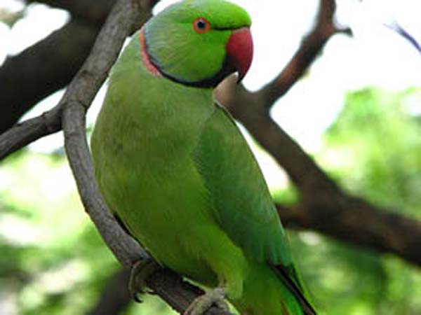 Parrot Reveals Parrot Reveals