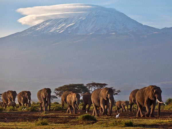 120 elephants come to protect 2 elephants 120 elephants come to protect 2 elephants