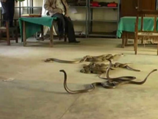 fear of snakes in excise office fear of snakes in excise office