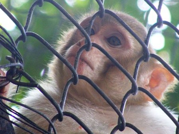20 People died as this monkey caused a tribal war in Libya 20 People died as this monkey caused a tribal war in Libya
