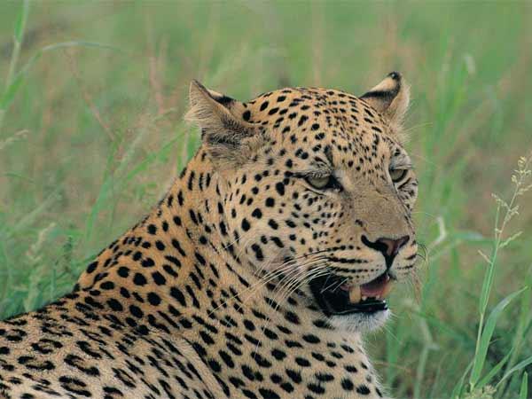 cheeta cheeta