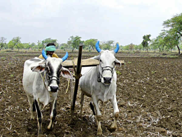 The Diary Of A Farmer Who Walked 70 Km To End Up With A 2000-Rupee Note The Diary Of A Farmer Who Walked 70 Km To End Up With A 2000-Rupee Note