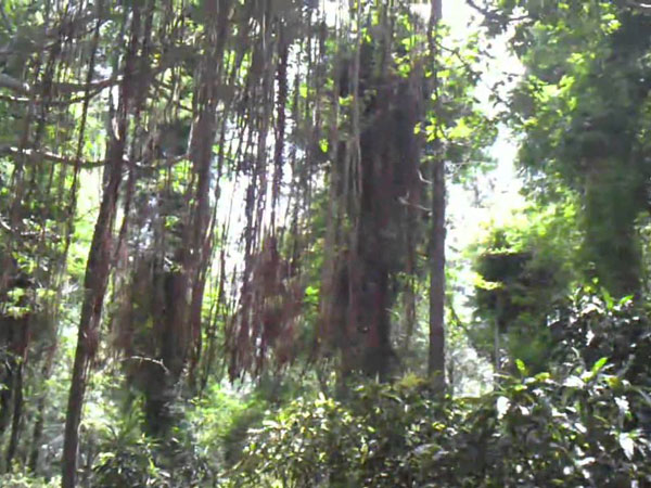 Why these trees worshiped? Why these trees worshiped?