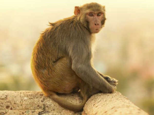 Monkey tied, tortured and stabbed to death by CMC Vellore medical students Monkey tied, tortured and stabbed to death by CMC Vellore medical students