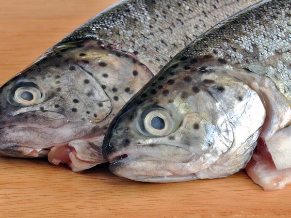 Variety fish found in Guntur district on Sunday evening. Variety fish found in Guntur district on Sunday evening.