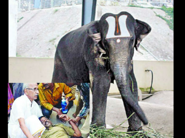 Elephant goes berserk at Tirumala, leaves its mahout severely injured Elephant goes berserk at Tirumala, leaves its mahout severely injured