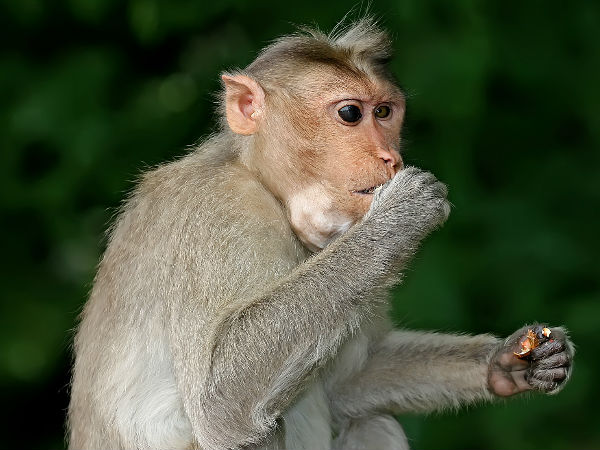 monkey monkey
