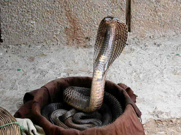 over 70 snakes seized from Pune flat, two arrested over 70 snakes seized from Pune flat, two arrested
