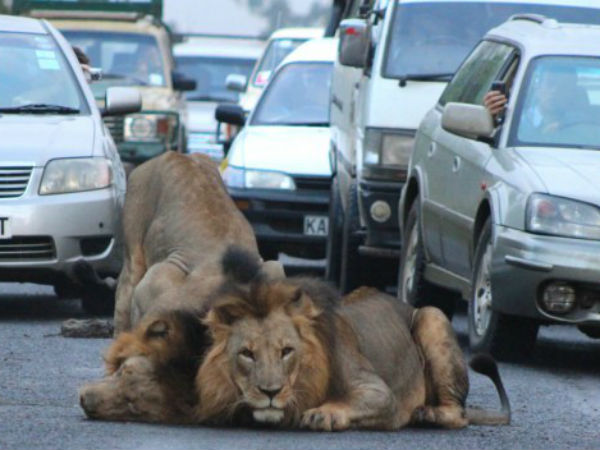 Now that's what you call a tailback! Pride of lions brings traffic Now that's what you call a tailback! Pride of lions brings traffic