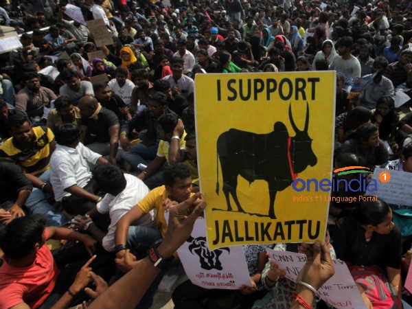 Tamil Nadu Jallikattu violence: Retired judge to head probe team Tamil Nadu Jallikattu violence: Retired judge to head probe team
