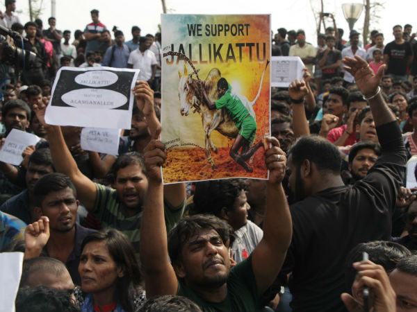 DMK working president M.K. Stalin wrote a letter to wish students and youths, who support to Jallikattu. DMK working president M.K. Stalin wrote a letter to wish students and youths, who support to Jallikattu.