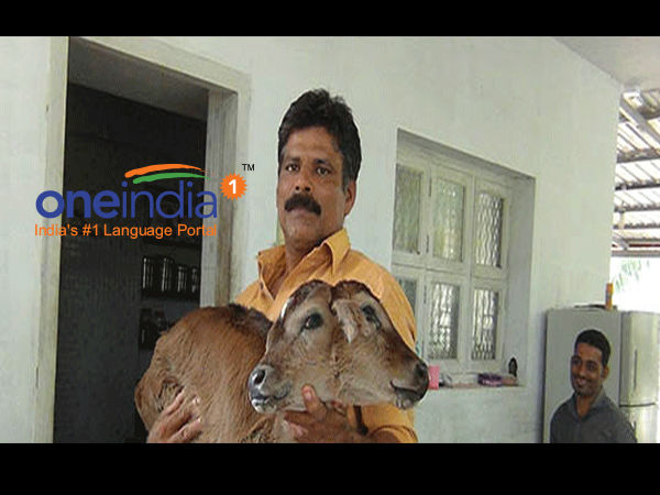 Locals were intrigued to witness a cow at Bajpe delivering a two-headed calf with four eyes. Locals were intrigued to witness a cow at Bajpe delivering a two-headed calf with four eyes.