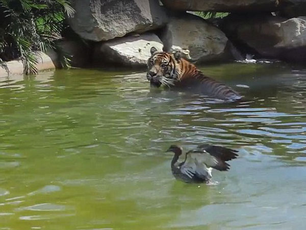 Tiger plays with DUCK in Symbio Wildlife Park enclosure Tiger plays with DUCK in Symbio Wildlife Park enclosure