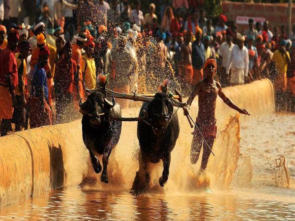 సాంప్రదాయ క్రీడ కంబళ