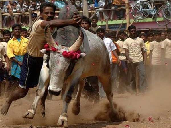 కంబళ క్రీడకు క్లియరెన్స్