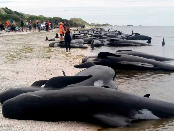 400 whales wash ashore on New Zealand beach, most die despite help 400 whales wash ashore on New Zealand beach, most die despite help