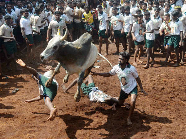 as chennai stares at a political vaccum bulls run free in madhurai as chennai stares at a political vaccum bulls run free in madhurai