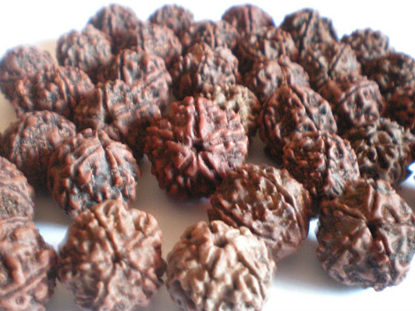Astrolgy: Chathurmukha Radraksha Astrolgy: Chathurmukha Radraksha
