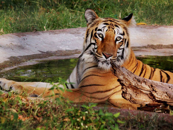 Man killed by tiger in Chinese zoo after he climbed into enclosure to avoid paying admission fee Man killed by tiger in Chinese zoo after he climbed into enclosure to avoid paying admission fee