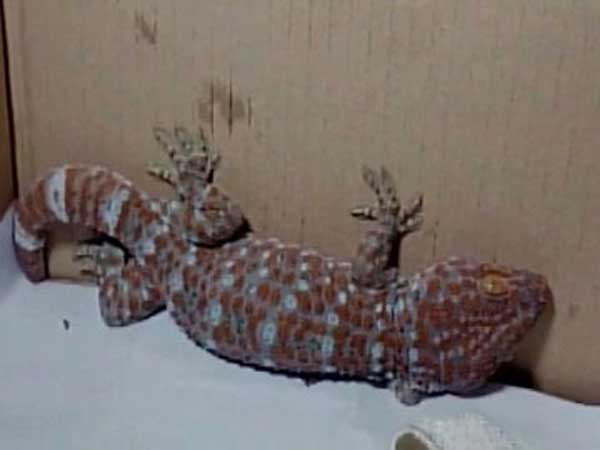 Police seizes rare golden lizard worth Rs 20 crore at Guwahati railway station Police seizes rare golden lizard worth Rs 20 crore at Guwahati railway station