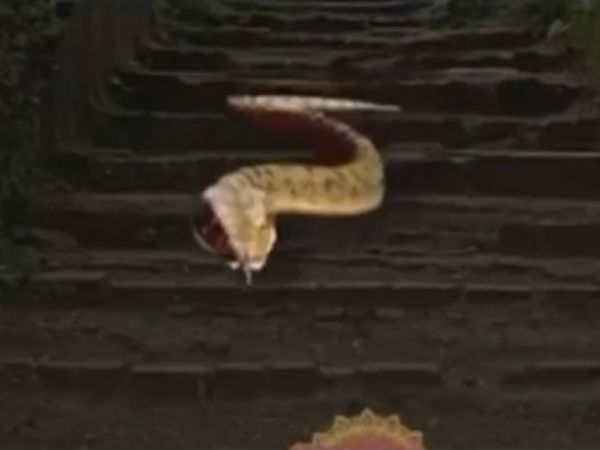 snake bites man his rushed to hospital with snake in chittoor snake bites man his rushed to hospital with snake in chittoor