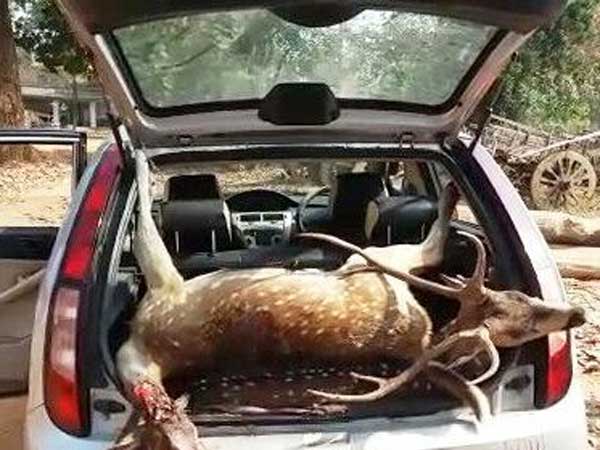 Hunting: forest department likely to take four accused in to their custody Hunting: forest department likely to take four accused in to their custody