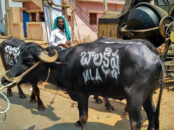 balayya balayya