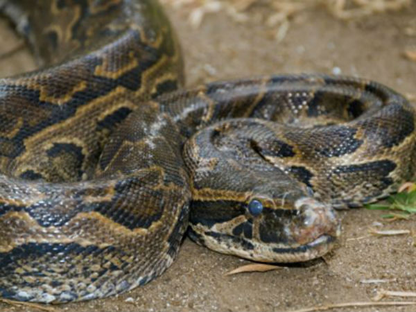 python python