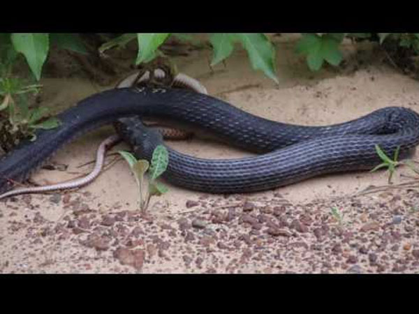 Snake Regurgitates Another Snake That's Alive. Snake Regurgitates Another Snake That's Alive.
