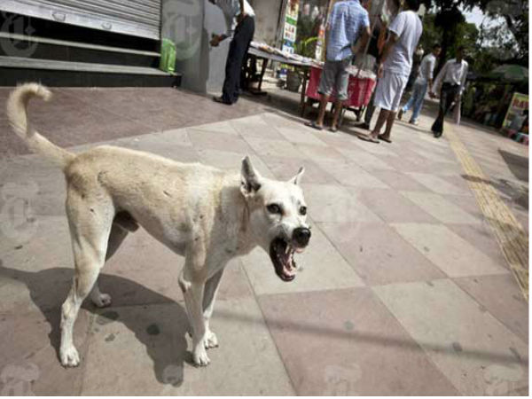 newborn baby eaten by stray dogs after mother left infant newborn baby eaten by stray dogs after mother left infant