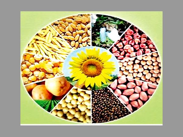 కూరగాయల పంటల విస్మరణ