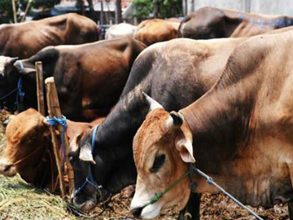 Beef ban: Another Meghalaya BJP leader quits, says non-secular ideology unacceptable Beef ban: Another Meghalaya BJP leader quits, says non-secular ideology unacceptable
