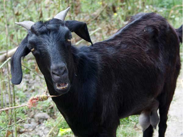 'Hungry' goat chews up owner's Rs 66,000 'Hungry' goat chews up owner's Rs 66,000