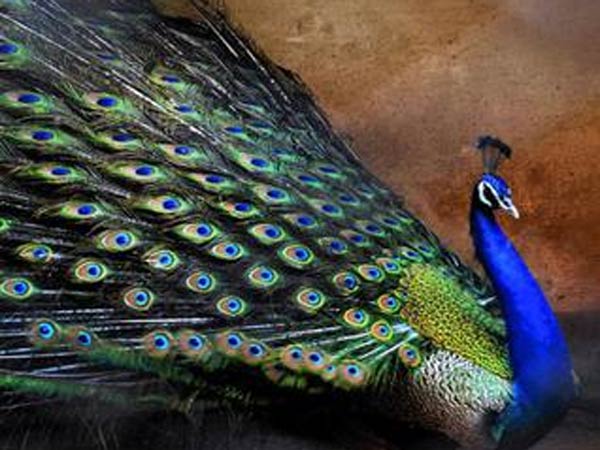 Peacocks Don't Have Sex, Says Judge Who Recommended Cow As National Animal Peacocks Don't Have Sex, Says Judge Who Recommended Cow As National Animal