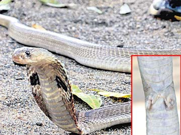 rare snake having legs find out in kothagudem rare snake having legs find out in kothagudem