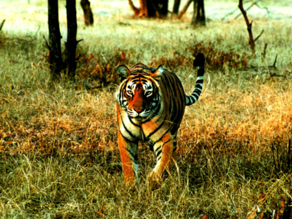 tiger tiger